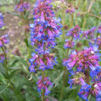 Penstemon procerus